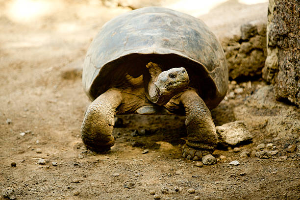 istock Giant Galapagos tortoise walking slowly towards the camera 474259641