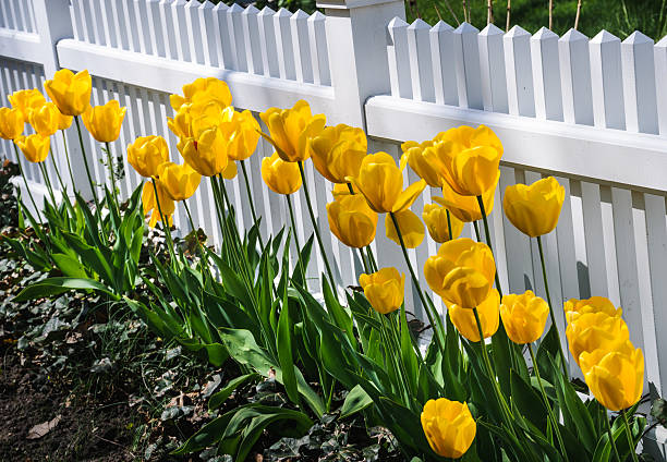 A row of bright yellow tulips grows along a fenceline on Cape Cod, Massachusetts.