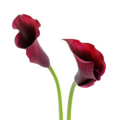 Purple Calla Lilies isolated on white