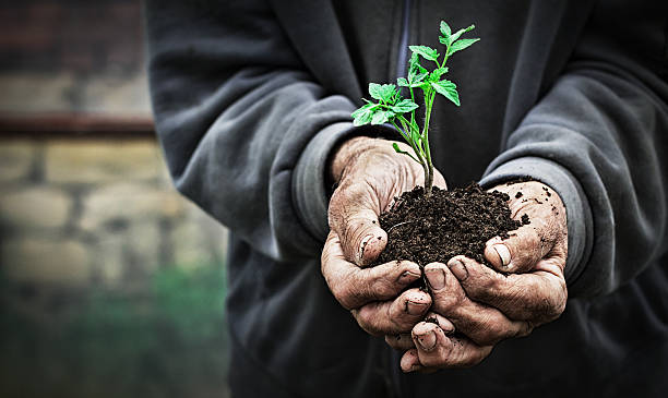 crescimento e desenvolvimento - seed human hand tree growth imagens e fotografias de stock