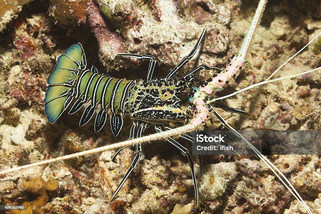 Blue Spiny Lobster Panulirus versicolor, Teluk Cenderawasih, Papua Barat, Indonesia - Bebas Royalti Lobster berduri Foto Stok