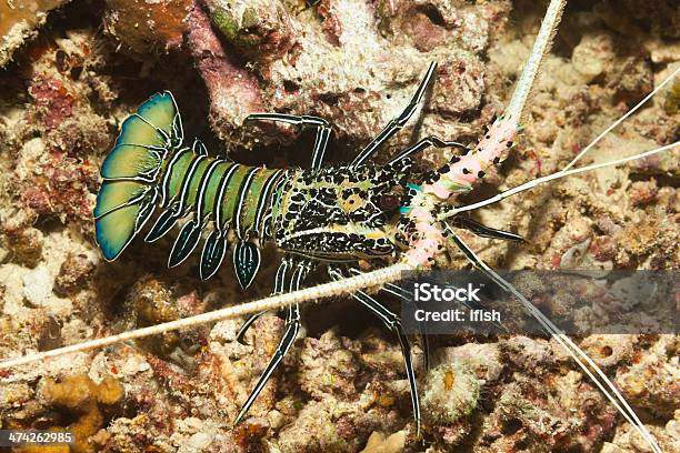 Blue Spiny Lobster Panulirus Versicolor Teluk Cenderawasih Papua Barat Indonesia Foto Stok - Unduh Gambar Sekarang
