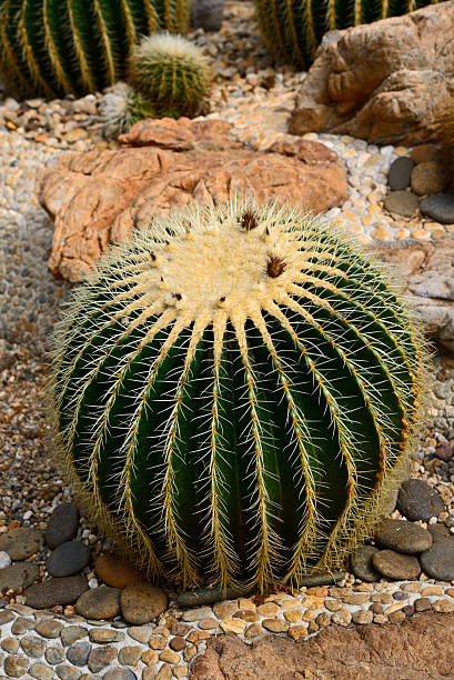 istock Golden Barrel Cactus in a Cactus garden 474263104