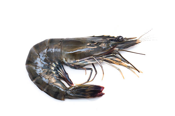 ブラックのタイガーエビ生に白背景 - black tiger shrimp ストックフォトと画像