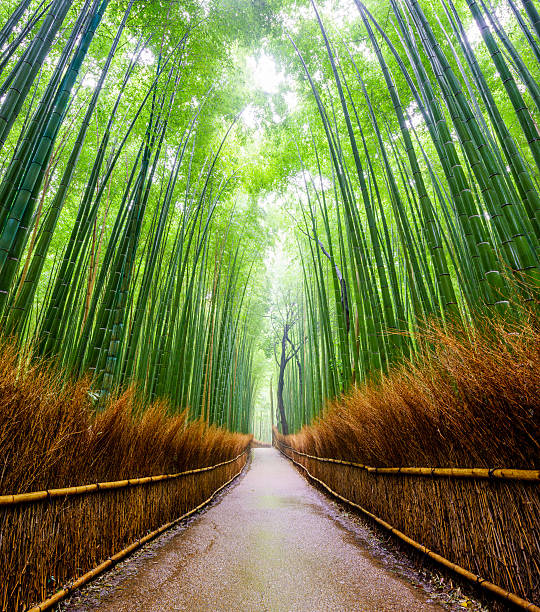 istock Path to bamboo forest, Arashiyama, Kyoto, Japan 474263770