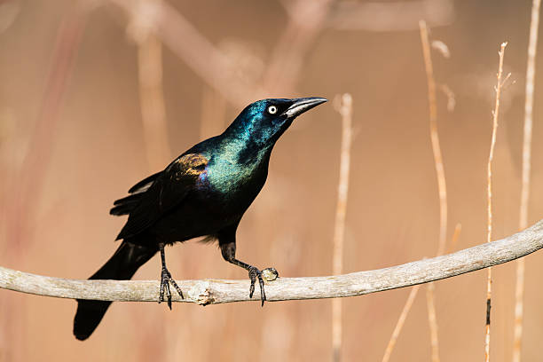 istock Common Grackle (Quiscalus quiscula) perching, bird in the wild 474264042