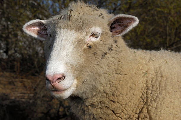 istock Close-up of Domesticated Sheep 474265679