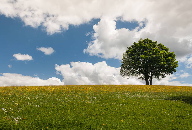 istock tree on meadow against blue sky with fluffy clouds 474265688