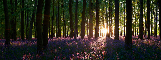 istock Sunbeams And Bluebell Wood 474265930