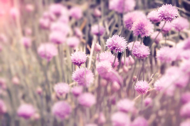 istock Dreamy Spring Field With Chive Flowers and Sunbeams 474266039