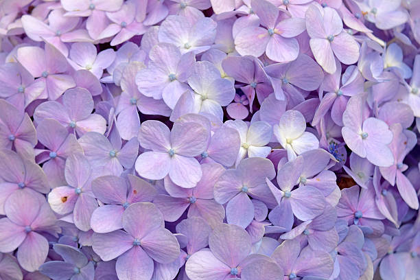 istock Close-up beautiful floral background Purple hydrangea flowers 474267154