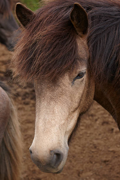 istock Iceland. Brown icelandic horse head. 474269225