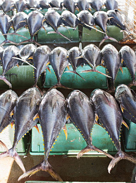 istock Tuna fish at a market 474270316