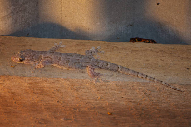 istock Camouflaged house gecko 474270876