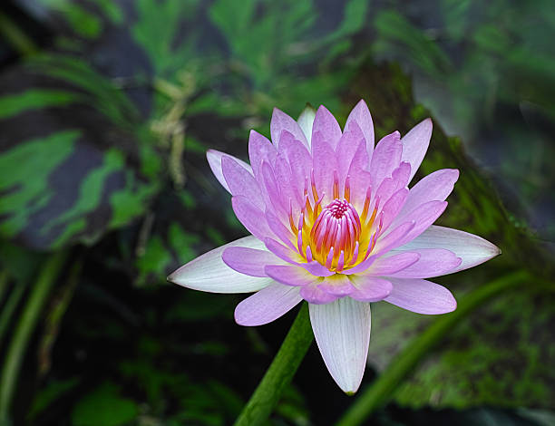 istock water lily,lotus flower 474271276