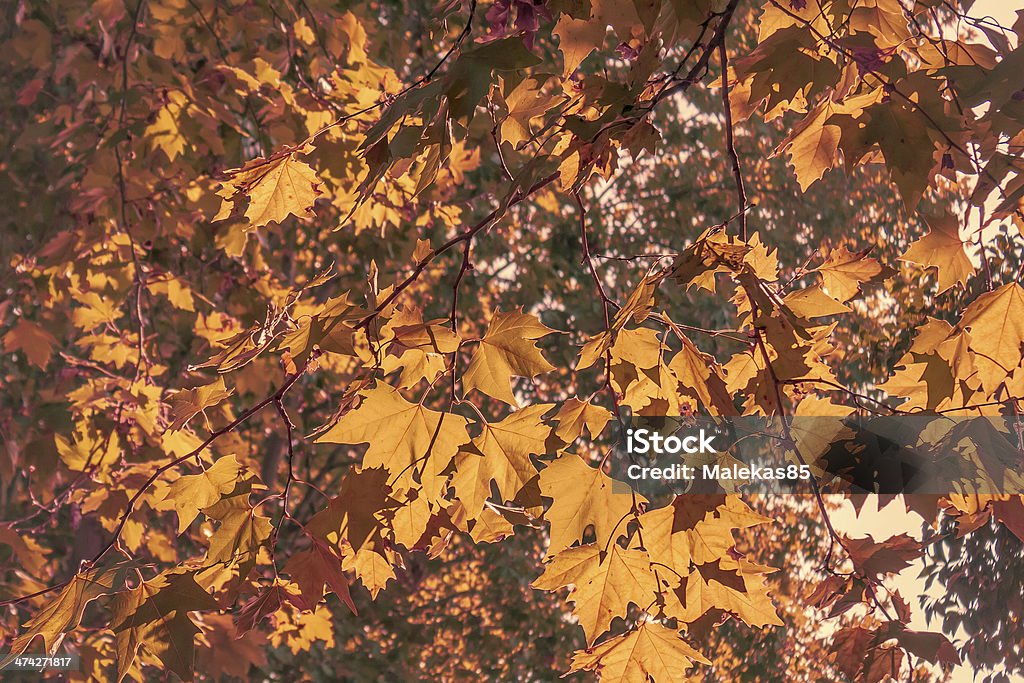 Background of autumn leaves Background of autumn leaves at sunset. Abstract Stock Photo