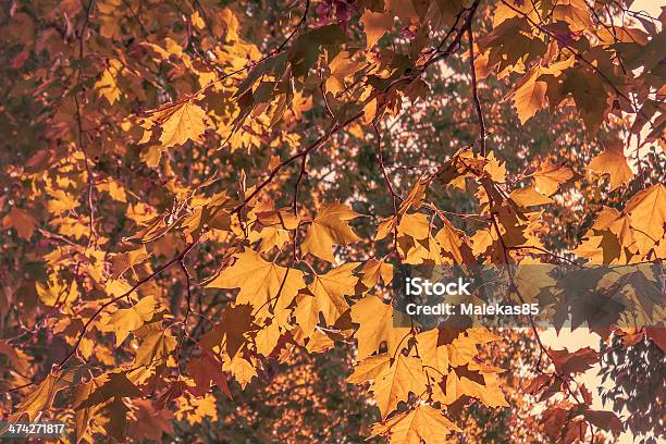 Background Of Autumn Leaves Stock Photo - Download Image Now - Abstract, Animal Markings, Autumn