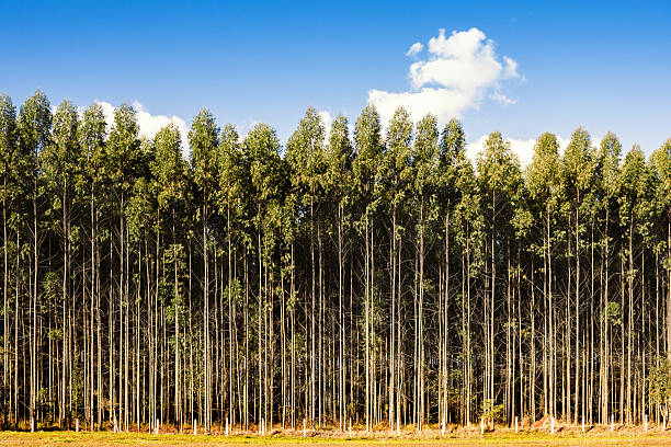 eucalipto plantation - monocultura - fotografias e filmes do acervo