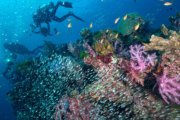 istock divers in Similan Islands, Thailand 474271966