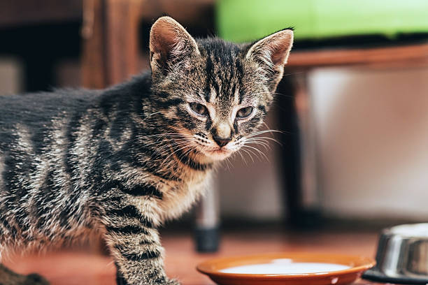 istock Little tabby kitten standing over its food 474272702