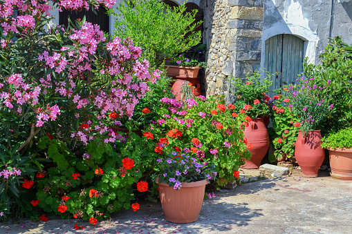 Plant pots with flowers and an oleander in Greece in Sissi on Crete.