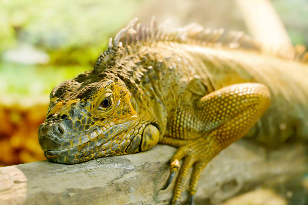 istock iguanas who sleeps on a thick branch 474275860