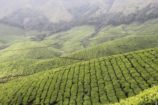Tea gardens on mountains of Munnar in India