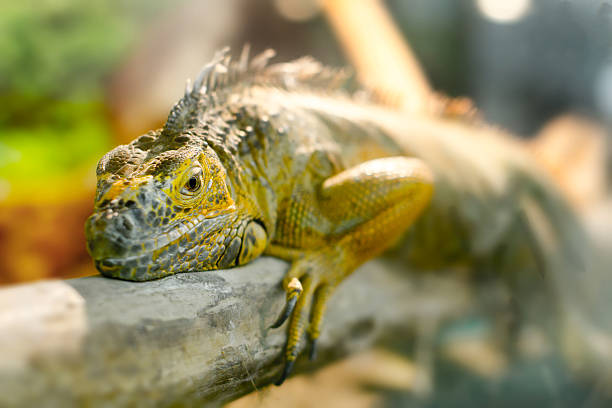 Image iguanas who sleeps on a thick branch
