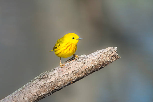 Male Yellow Warbler with breeding color (redding streaks) in springtime. Beautiful little bird perching in national park near Toronto, Ontario, Canada, North America.
