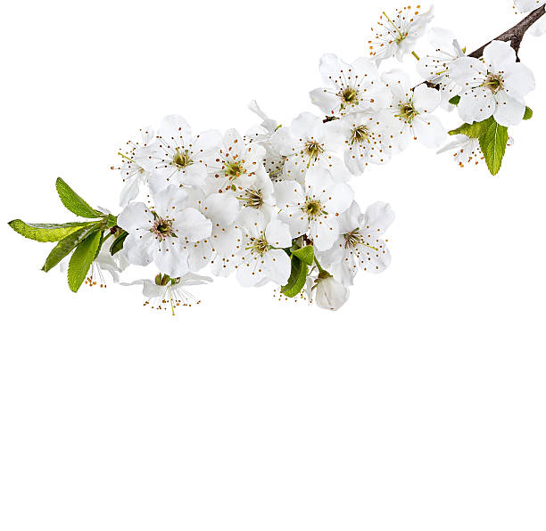 istock apple flowers branch isolated on a white background 474282176