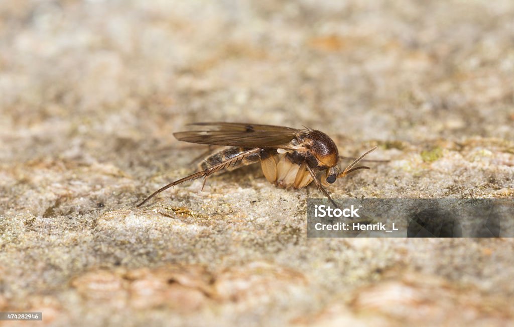 Fungus gnat, Mycetophilidae fly on wood Fungus Gnat Stock Photo