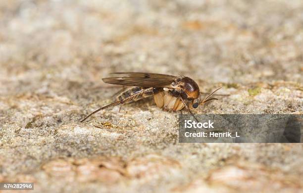 Fungus Gnat Mycetophilidae Fly On Wood Stock Photo - Download Image Now - Fungus Gnat, 2015, Animal