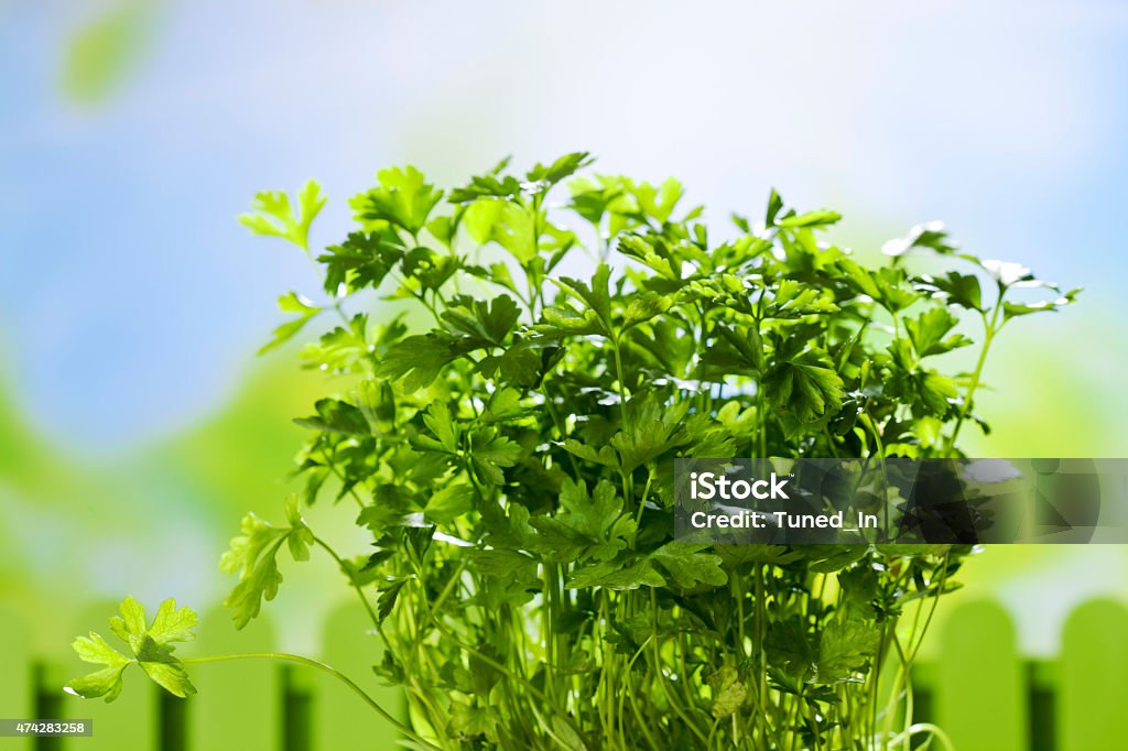 Culinary herb, parsley, copy space 2015 Stock Photo