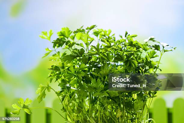 Culinary Herb Parsley Copy Space Stock Photo - Download Image Now - 2015, Cooking, Elegance