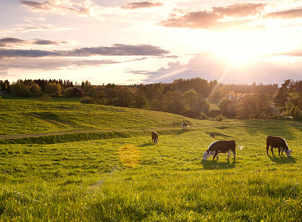 istock Cows eating on a meadow in beautiful sunlight 474283428