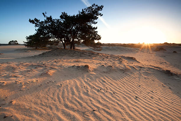 istock beautiful sunrise on sand dunes with pone tree 474285754