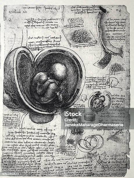 Anatomy Art Stock Illustration - Download Image Now - Leonardo Da Vinci, Art, Drawing - Art Product