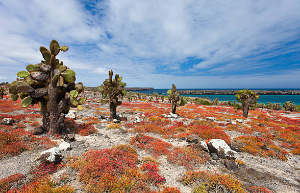 istock South plaza island 474287350