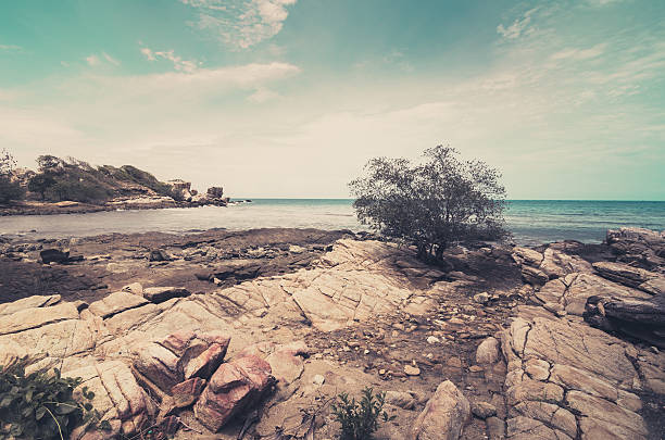 Arbres de plage et de la mer bleue vintage - Photo