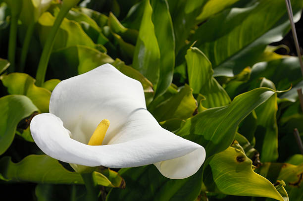 istock Close-up of White Calla Lily 474289203