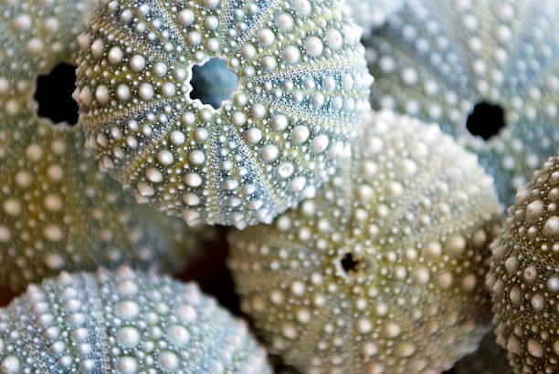 istock Kina - NZ Sea Urchin (Evechinus Chloroticus) 474290363