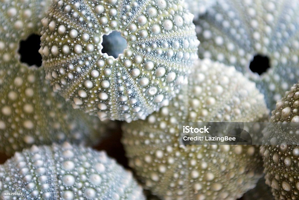Kina - NZ Sea Urchin (Evechinus Chloroticus) Background of Kina Shells with differential focus. The focus is on the top Kina Shell. This photo is in soft focus. Animal Shell Stock Photo