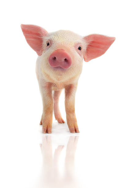 smile pig surprised a piglet isolated on white, studio shot piglet stock pictures, royalty-free photos & images