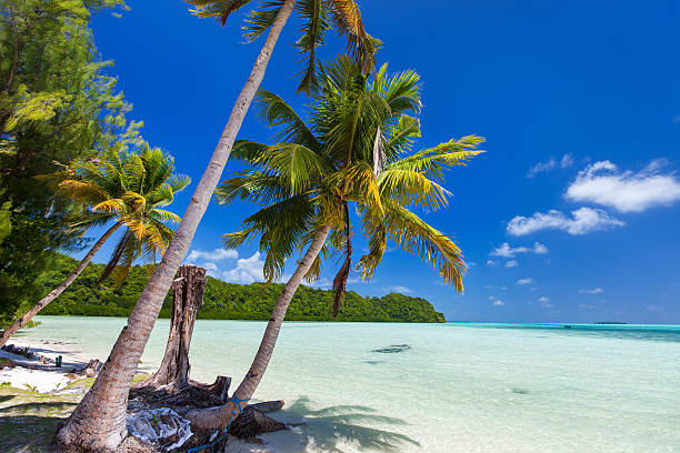 Beautiful tropical beach at exotic island in Pacific Beautiful tropical beach with palm trees, white sand, turquoise ocean water and blue sky at Palau palau beach stock pictures, royalty-free photos & images