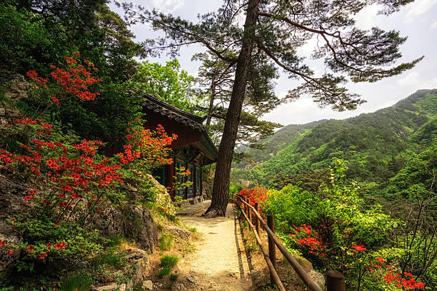 istock Royal Azalea and Buddhist Shrine 474292526