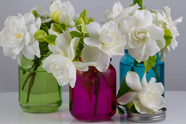 bouquet von gardenia - gardenie stock-fotos und bilder