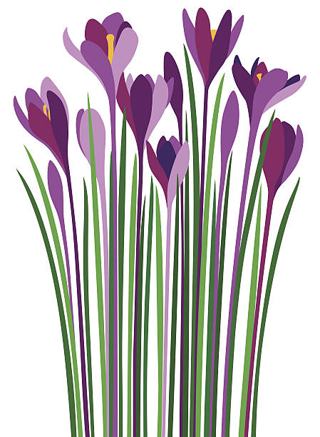 ilustrações de stock, clip art, desenhos animados e ícones de croco roxo - single flower flower crocus bud