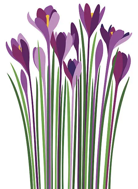 Vector illustration of Purple Crocuses Violet Croci