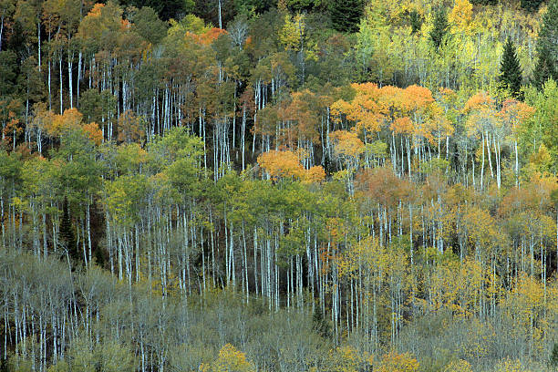 istock Aspens, Fall Color, Sunlight Utah Mountains, contrasting color 474294201