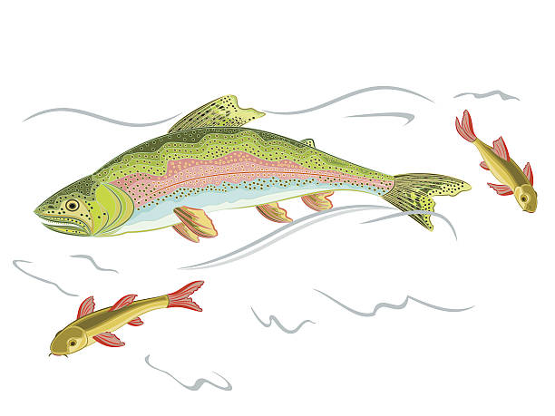 American rainbow trout American rainbow trout predator catch a fish in the wild stream eps 8 vector without gradients brown trout jumping stock illustrations